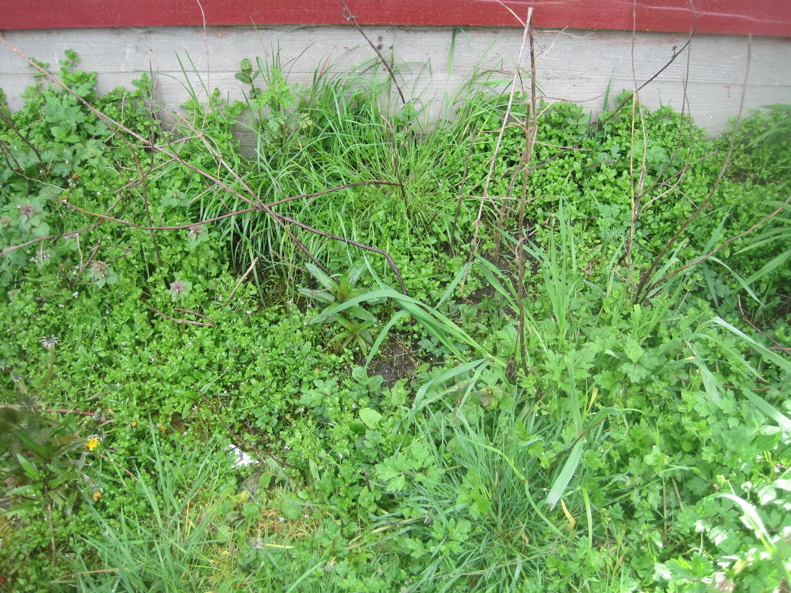 Back To Eden Garden At Our House Is Coming