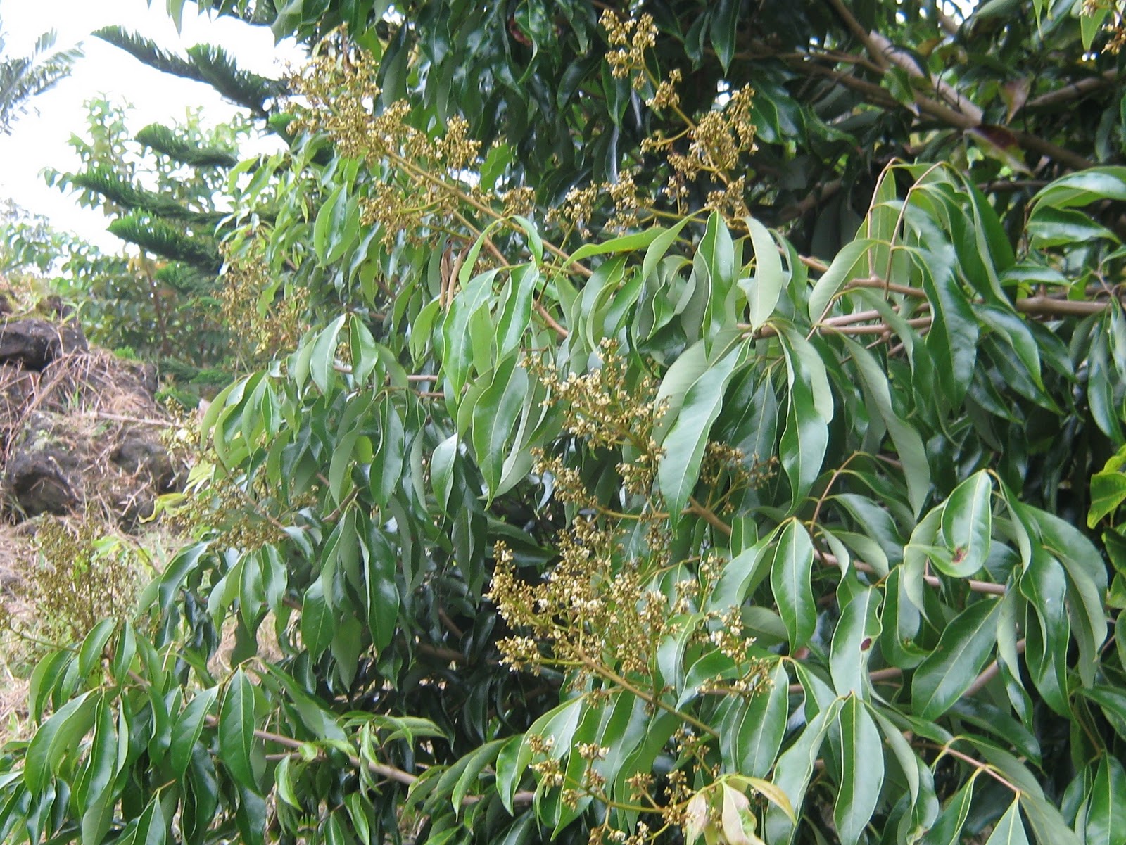 What Plant Where Beautiful Plant Combinations Ramblings From A