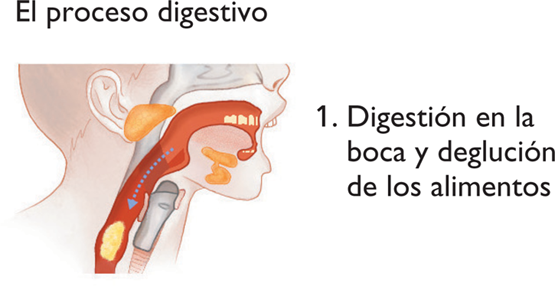 16-Digestion