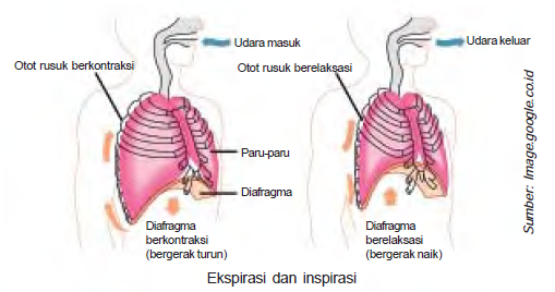 Sistem Pernapasan Manusia Alat Mekanisme Pernapasan Pertukaran Co2 O2 Volume Kapasitas Paru Paru