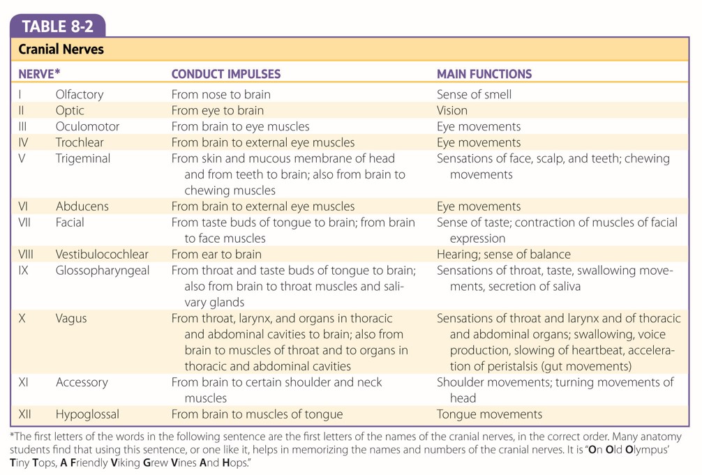 A&P: chapter 8 Nervous System