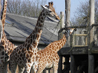 Giraffe - ZSL London Zoo
