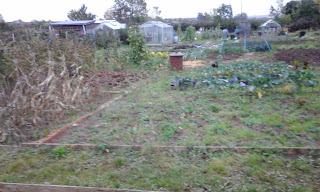 brassica bed and sweetcorn