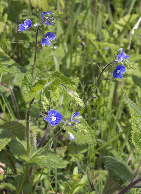 Germander Speedwell, Veronica chamaedrys.  Joyden's Wood, 12 May 2012.