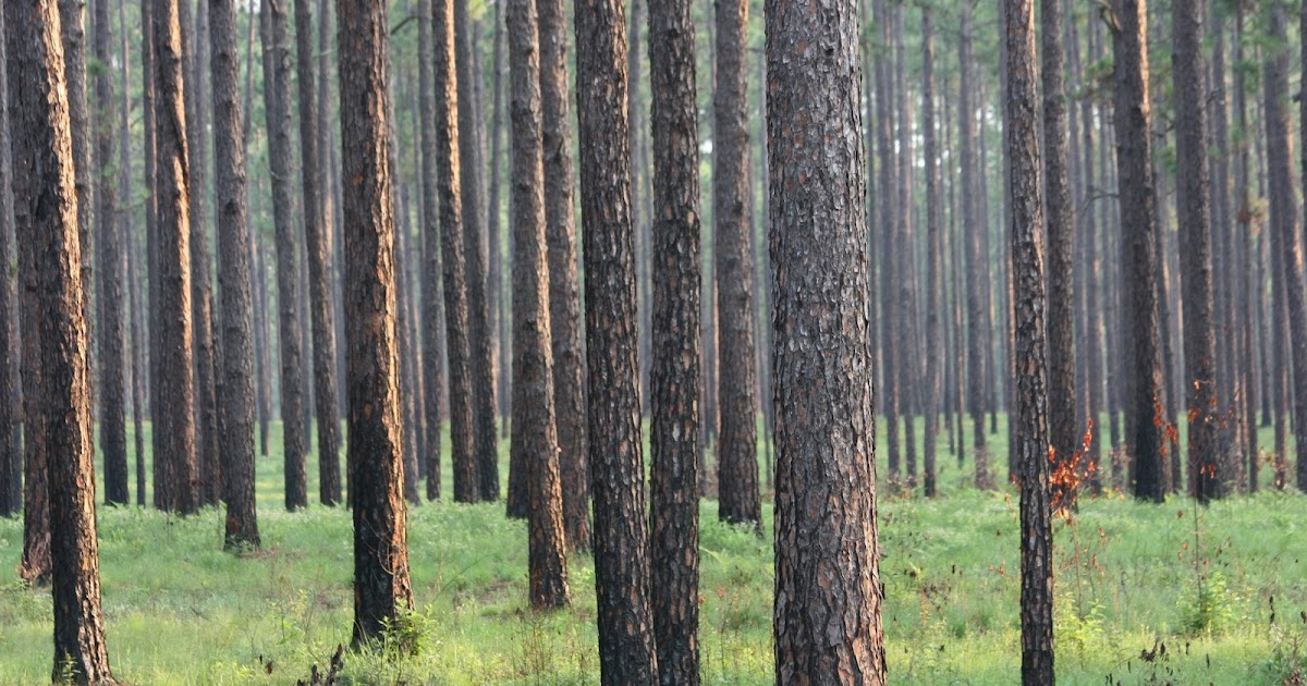 MAGNOLIA LAND AND TIMBER COMPANY THINNING PINE PLANTATIONS
