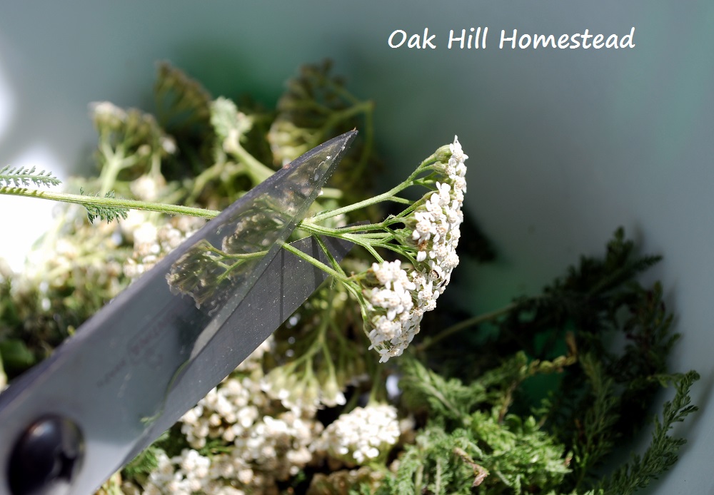 How To Harvest and Dry Yarrow Oak Hill Homestead