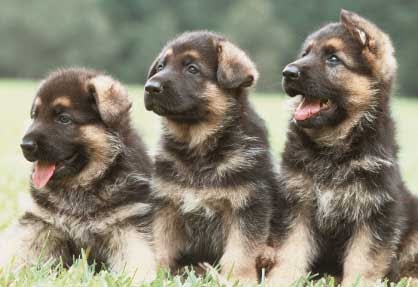 Musings German Shepherd Puppies And Newborn Mini Pigs Make For