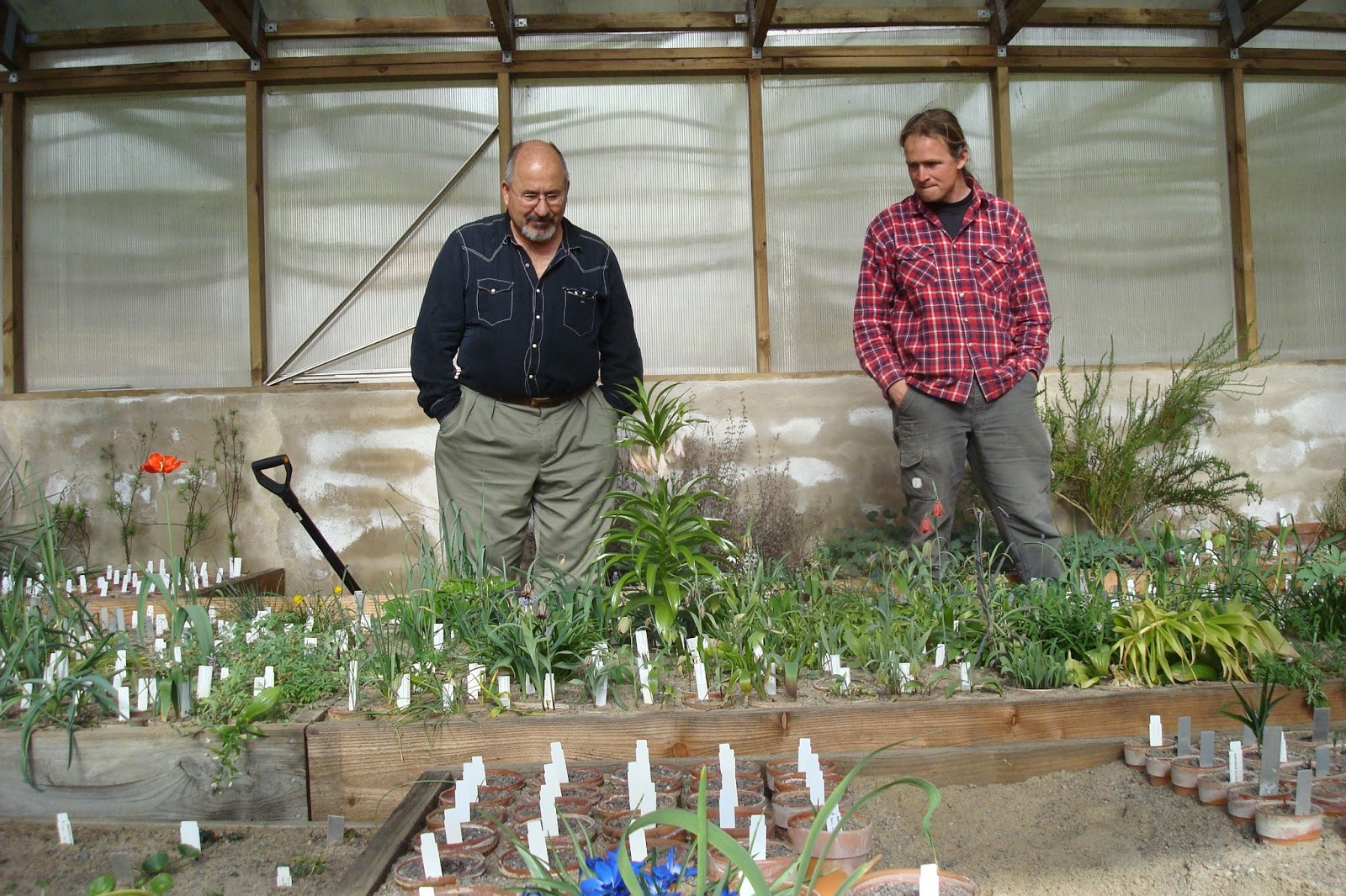 Prairiebreak Nordic gods still around great rare plant nurseries of