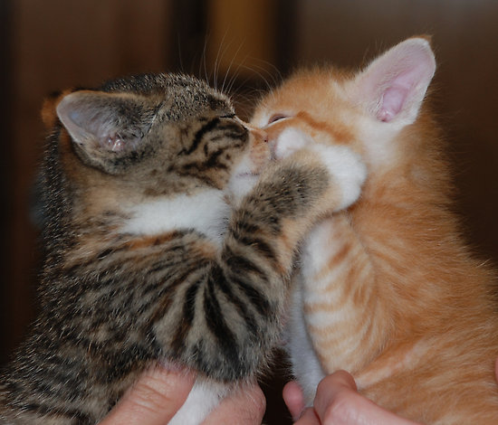 KISSING ME BABY HUGGING kissing me baby hugging:
