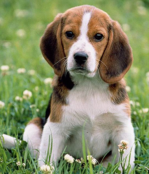 Little Dogs Beagle Dog One Of The World