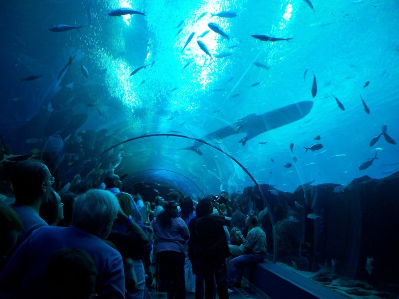 Redefining the Face Of Beauty TOP 5 AQUARIUMS IN AMERICA!
