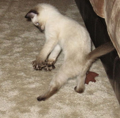 50 Funny Pictures of Cats Jumping