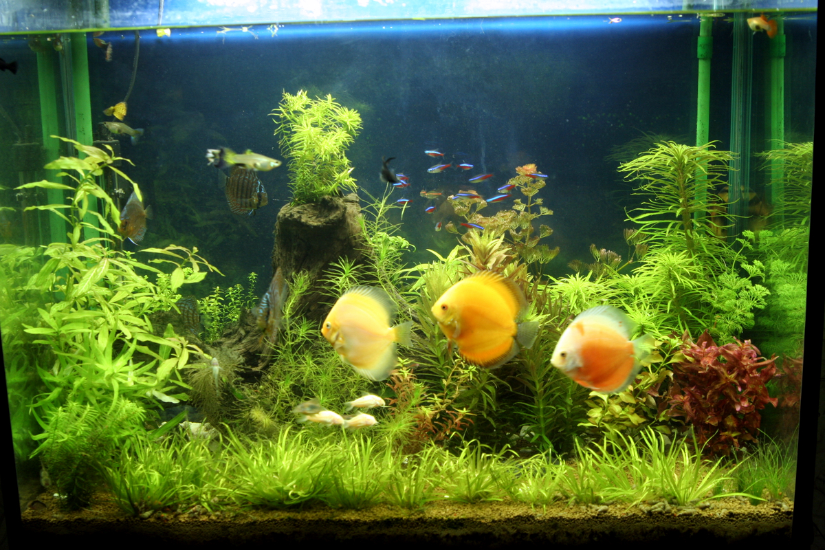 Discus Fish Tank