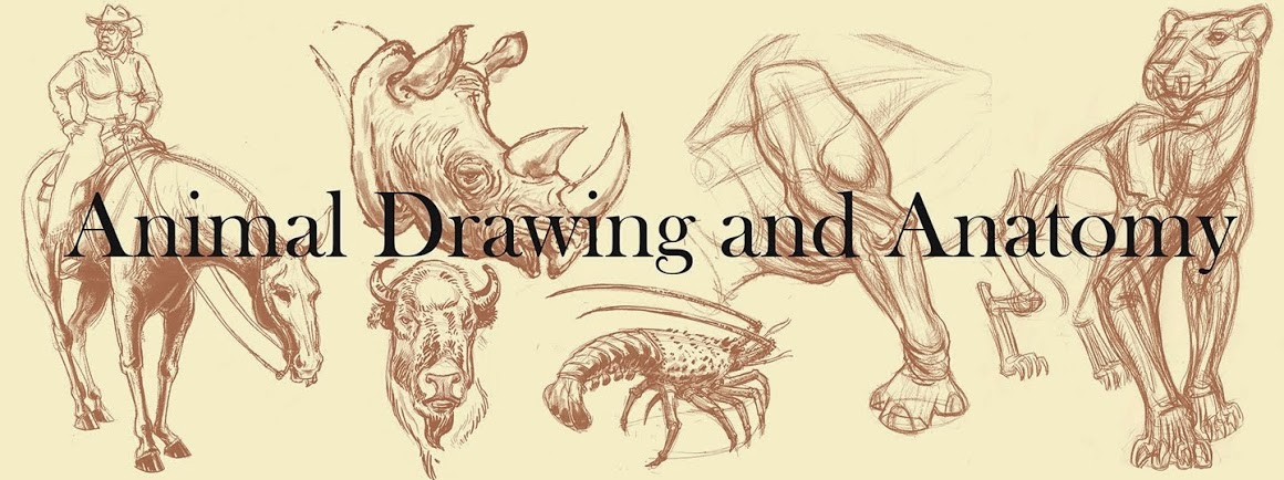 Animal Drawing Fall 2017