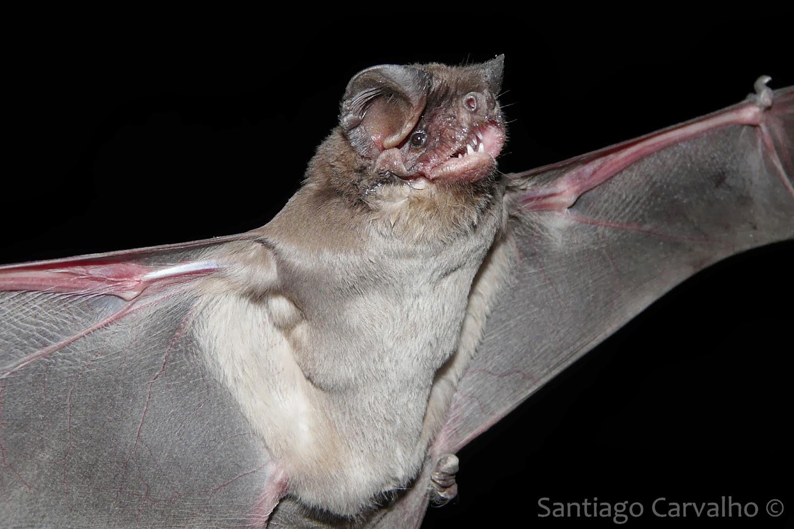 Morcegos do Brasil Eumops bonariensis