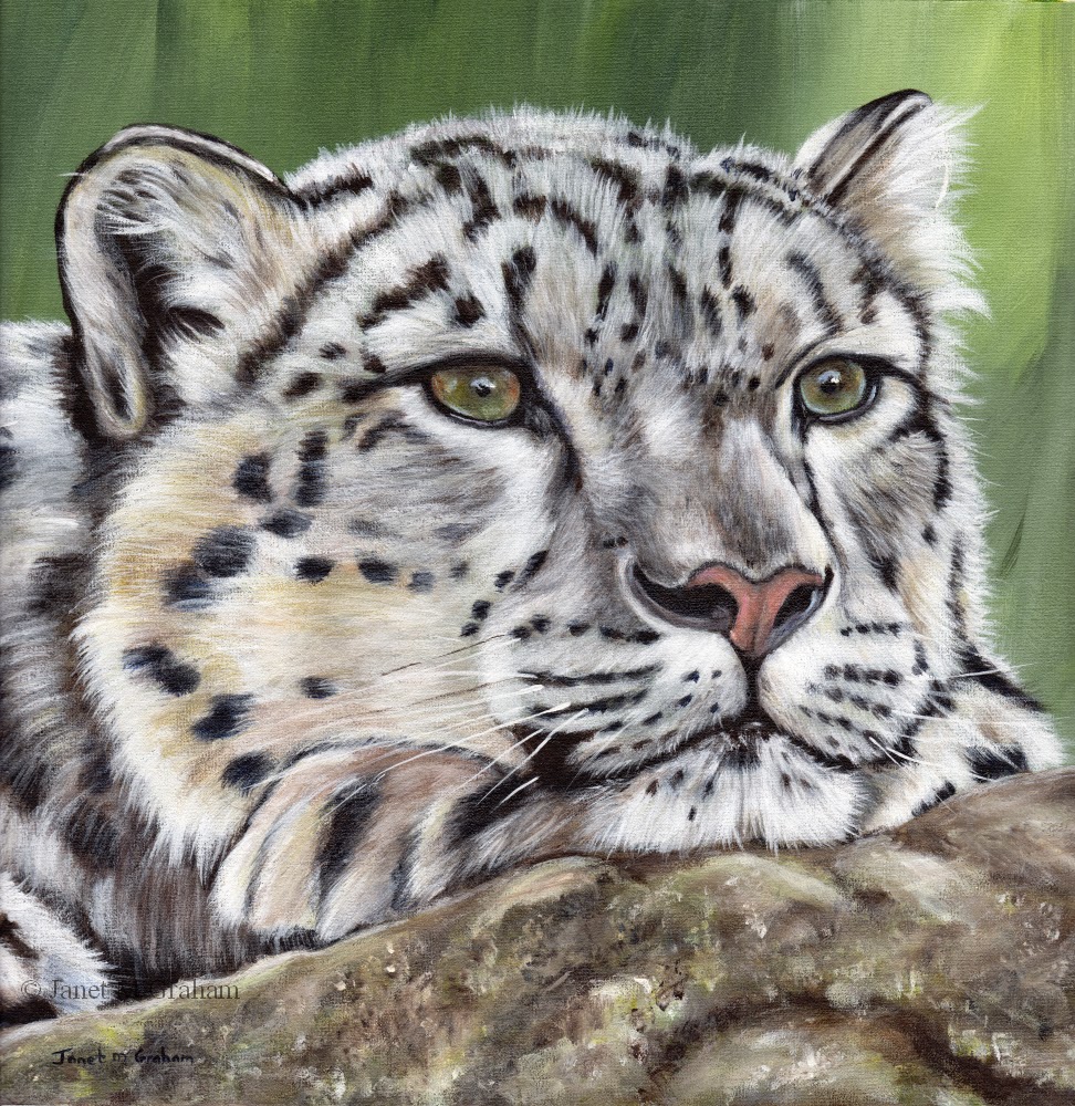 Janet M Graham's Painting Blog: Snow Leopard in acrylics