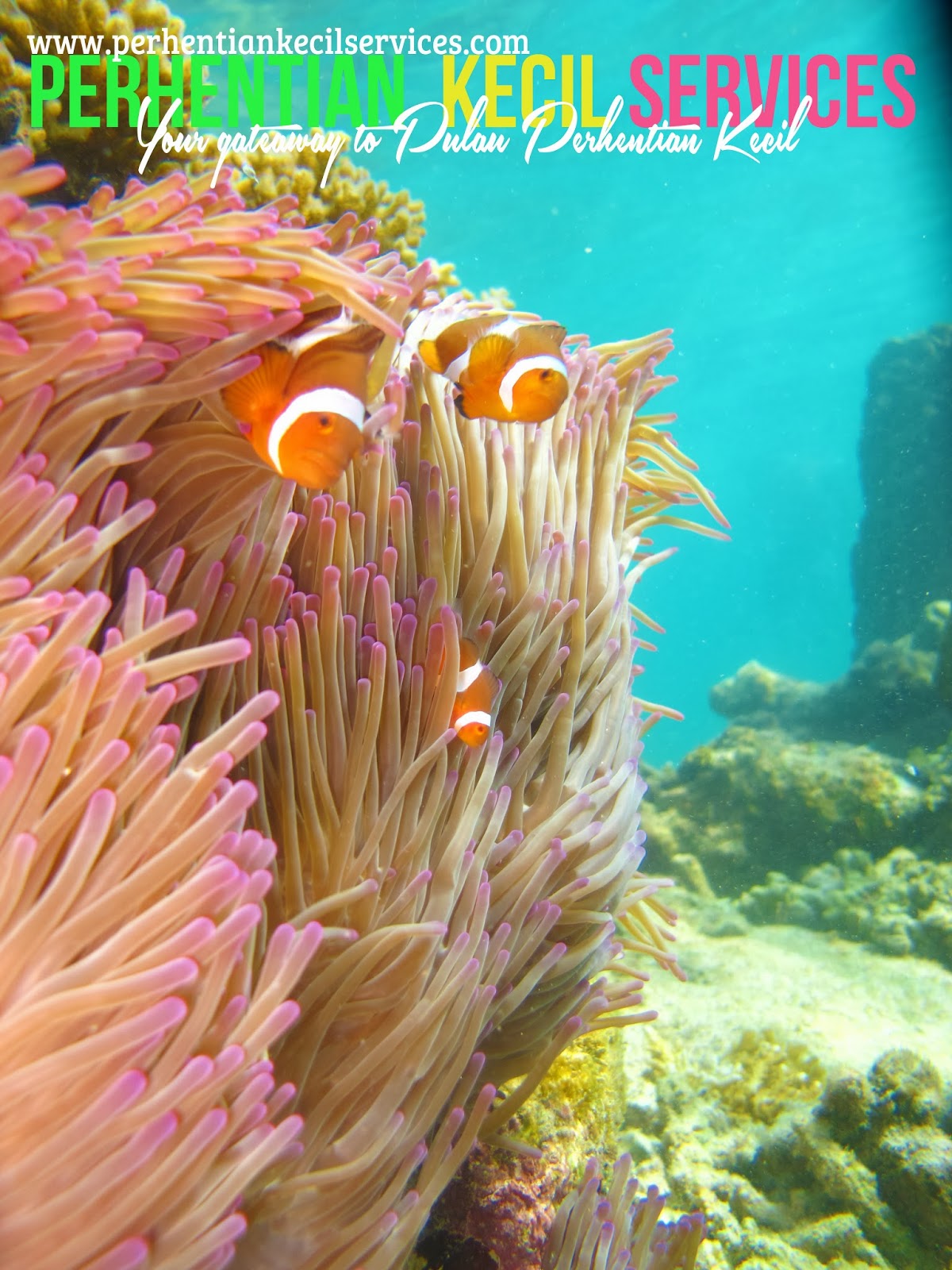 Snorkeling di Pulau Perhentian pakej snorkeling pulau perhentian, pakej 3 hari 2 malam pulau perhentian, pakej 4 hari 3 malam perhentian, pakej bajet pulau perhentian, pakej pulau perhentian 2014, perhentian kecil services