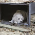 2015 Budweiser Super Bowl XLIX Commercial “Lost Dog”