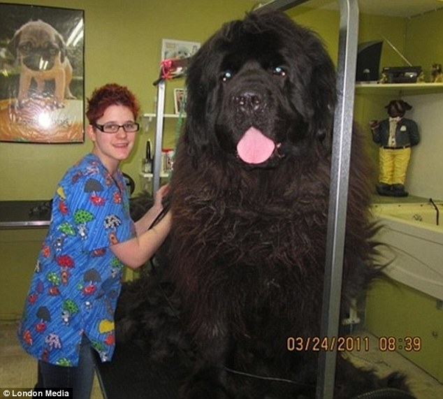 fluffy giant dog