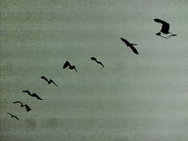 رسم وتصوير زيد صبيحات طيور مهاجرة