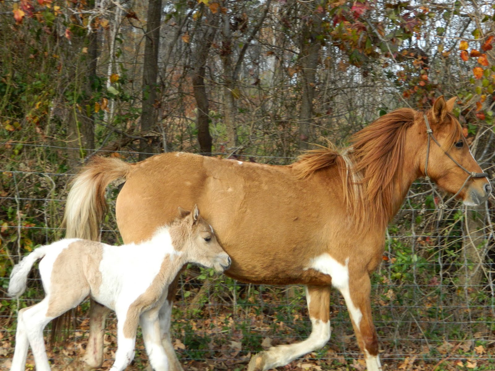 Mill Swamp Indian Horse Views Quick Tip 13Cut The Corners