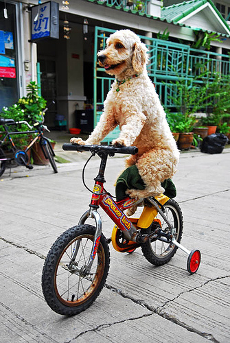 dog on bicycle