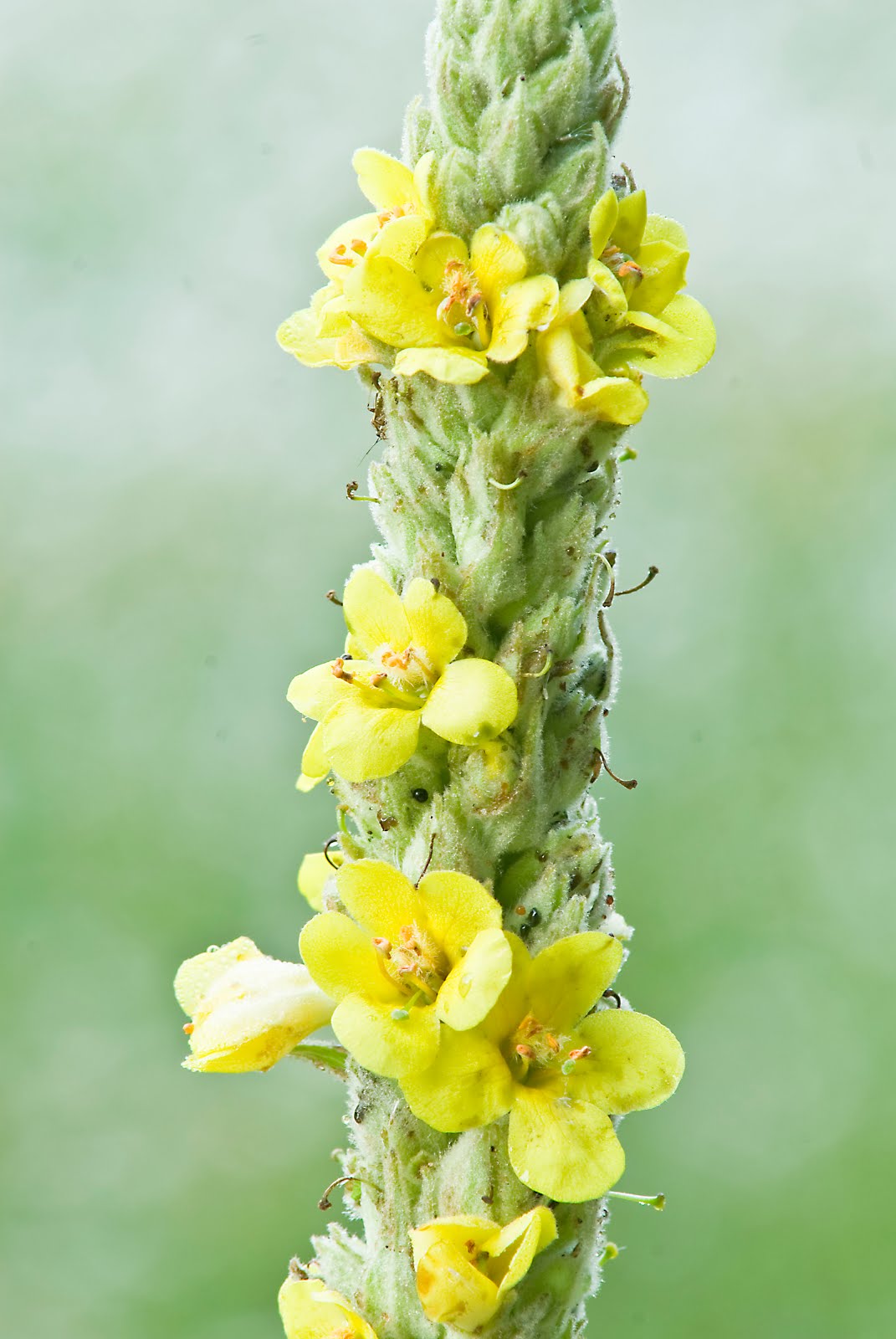 mullein leaf mullein leaf