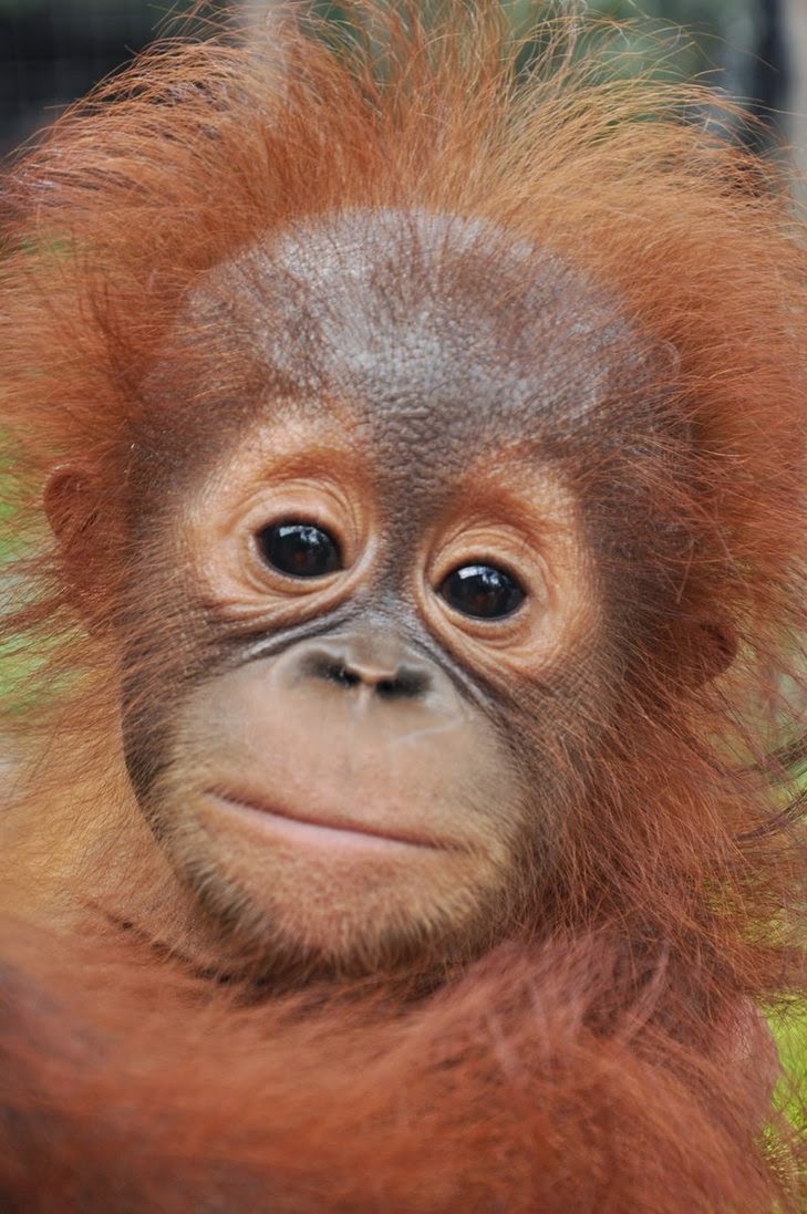 baby_orangutan.jpg
