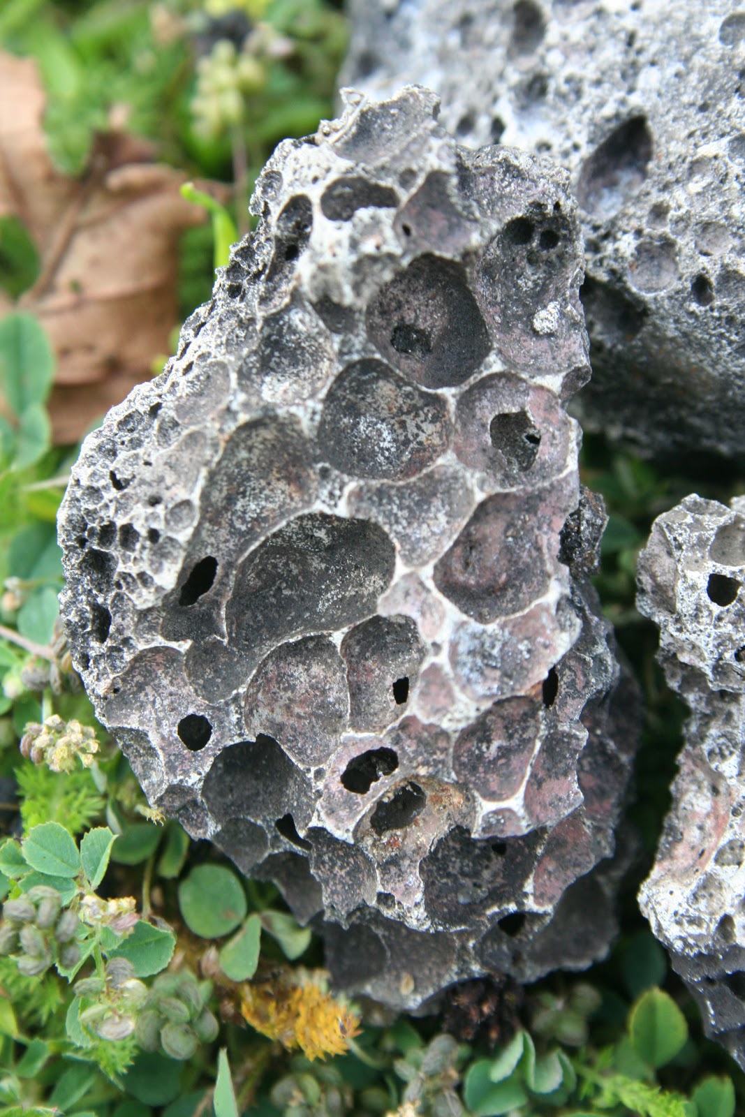 Valley Naturalist Blast furnace slag a substrate of some interest