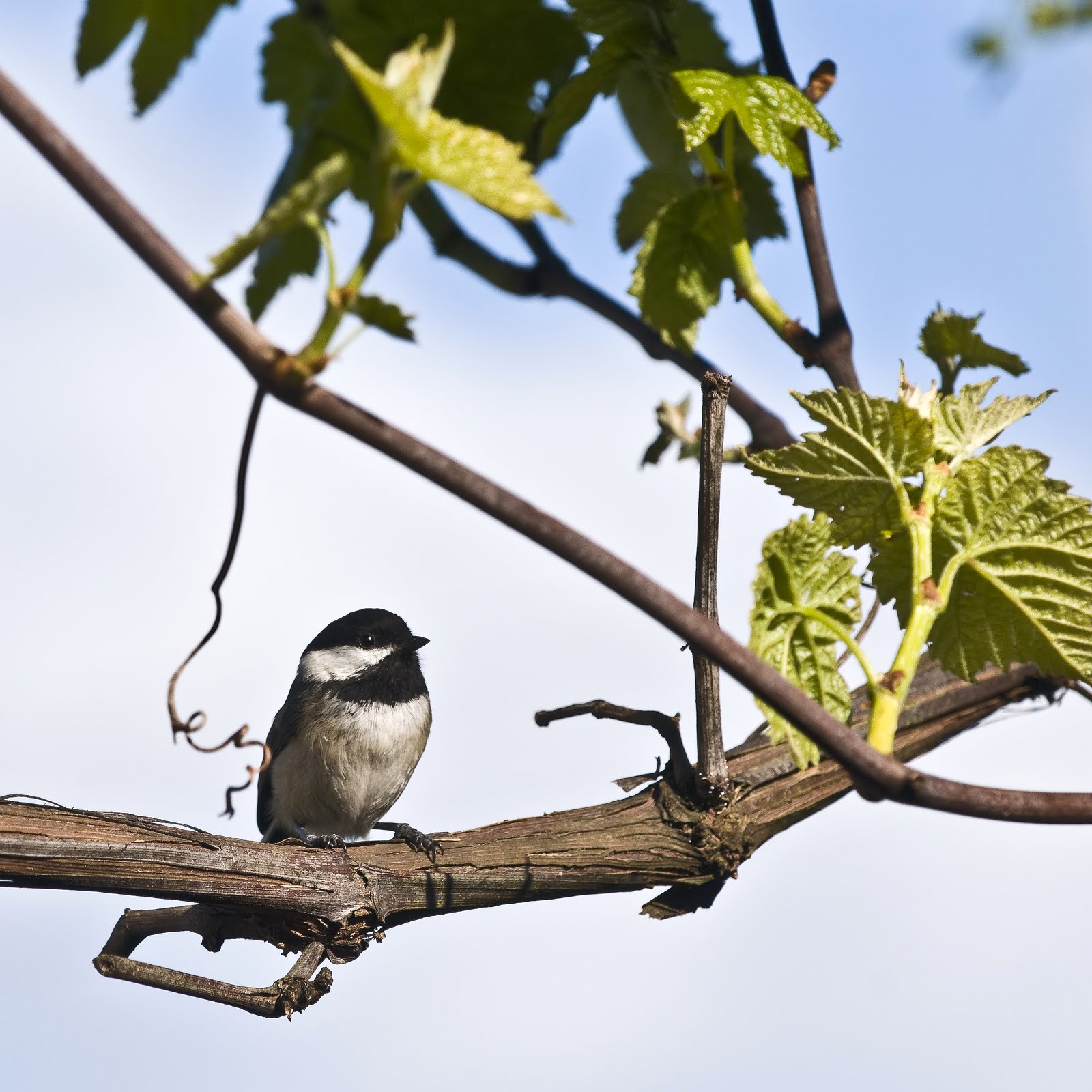 Alasdair Turner Photography Seattle Backyard Birds and How to Attract