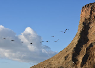 Pelicans swoop around a cliff at Mavericks Beach, Princeton-by-the-Sea, California.