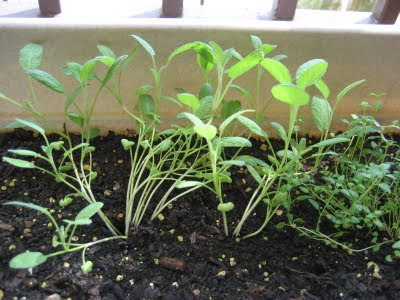 HECK FRIDAYS: Personal Herb Garden Pots