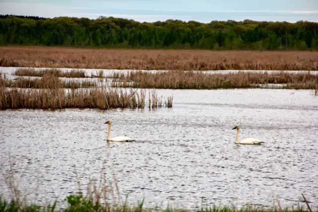 trumpeter swans, late Spring trumpeter swans, late Spring
