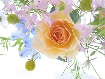 Beautiful flowers wallpapers wallpaper of flowers. Beautiful flowers wallpapers