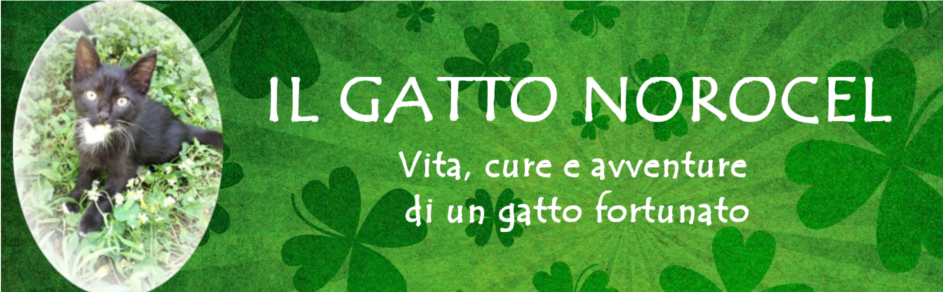 Il Gatto Norocel