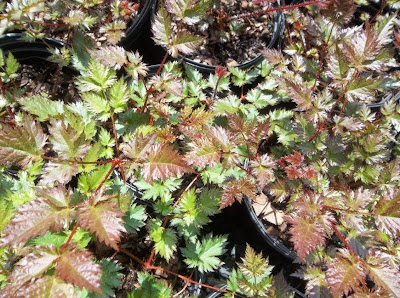 Plant Profile for Astilbe thunbergii 'Prof. van der Wielen' - Tall Japanese  Astilbe Perennial