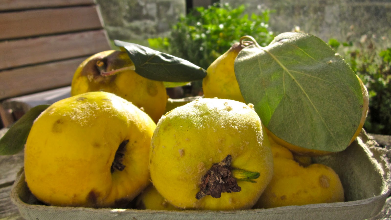 What's for dinner: Quince cheese or Dulce de Membrillo