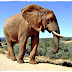Addo National Park, un santuario elefantino...