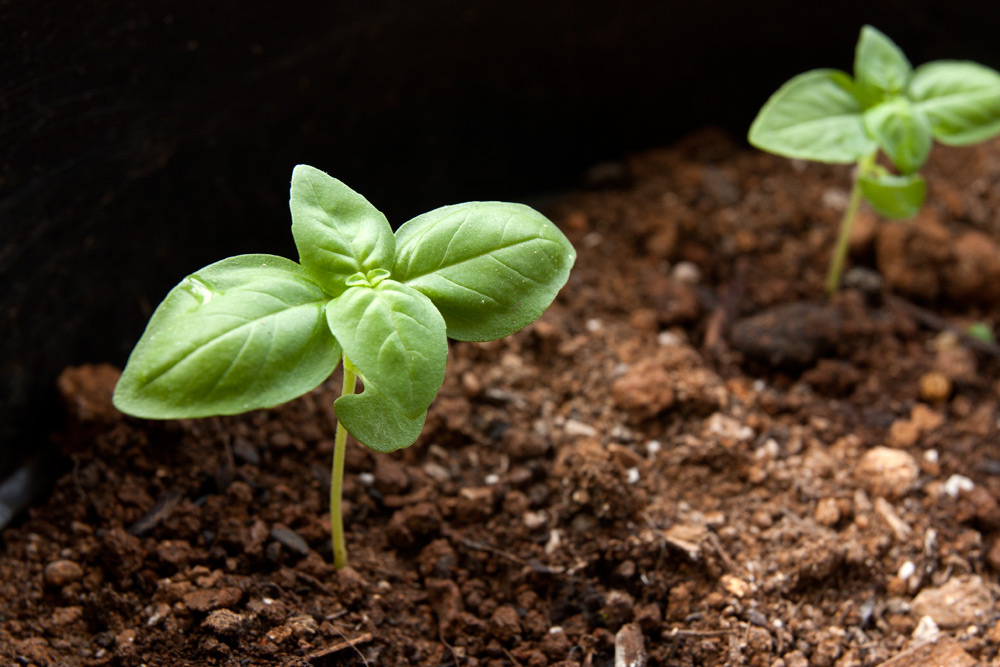 Sweet Basil & Lemon Basil Adventures in Gardening Pohnpei, Micronesia