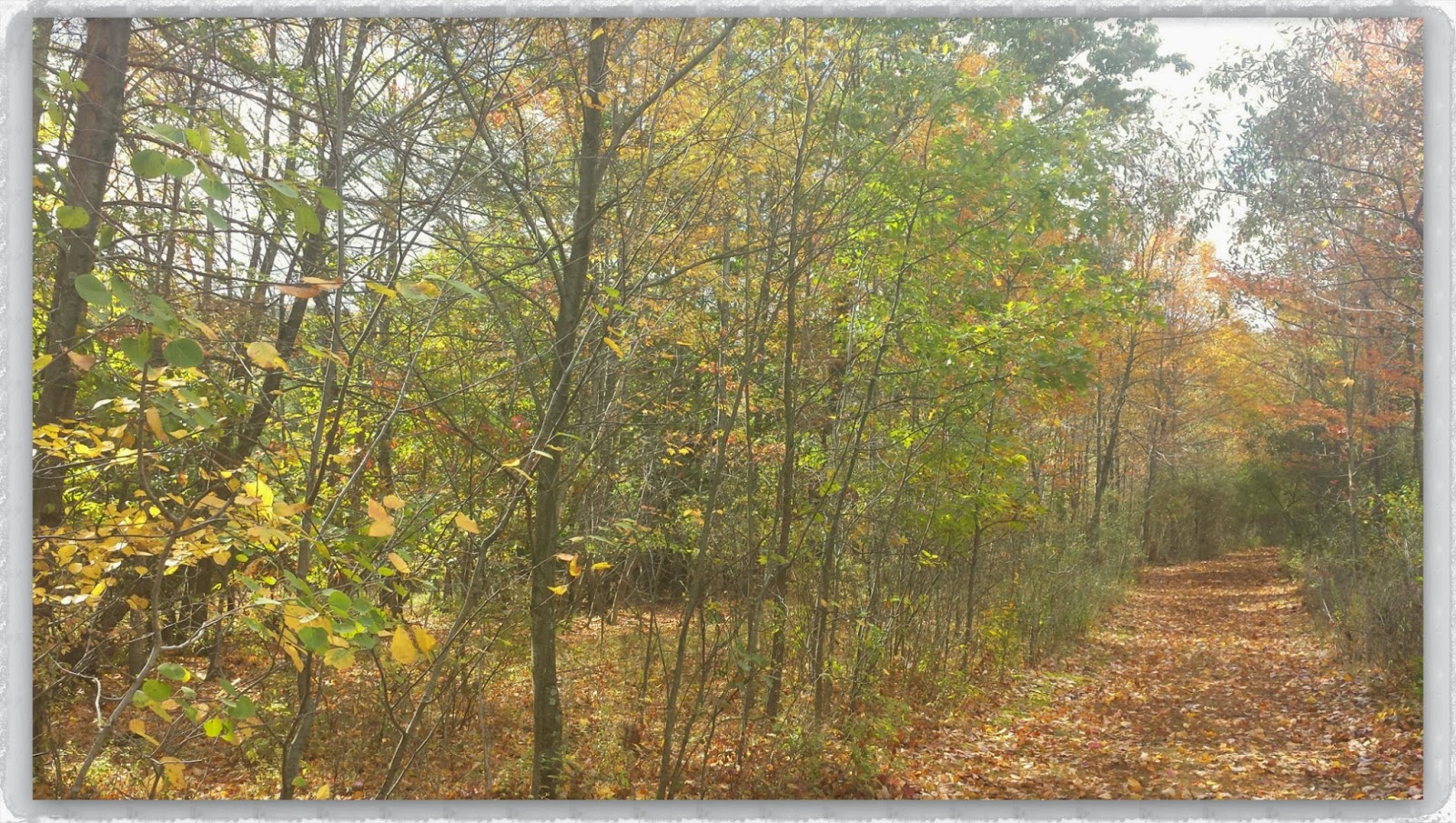 An Autumn Walk At One Of My Favorite Places --How Did I Get Here? My Amazing Genealogy Journey --Binghamton University Nature Preserve