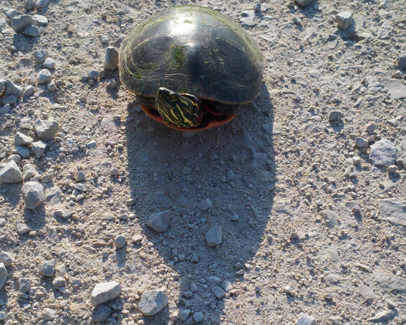 House In The Wood Outdoor Ed Center Turtle Nest