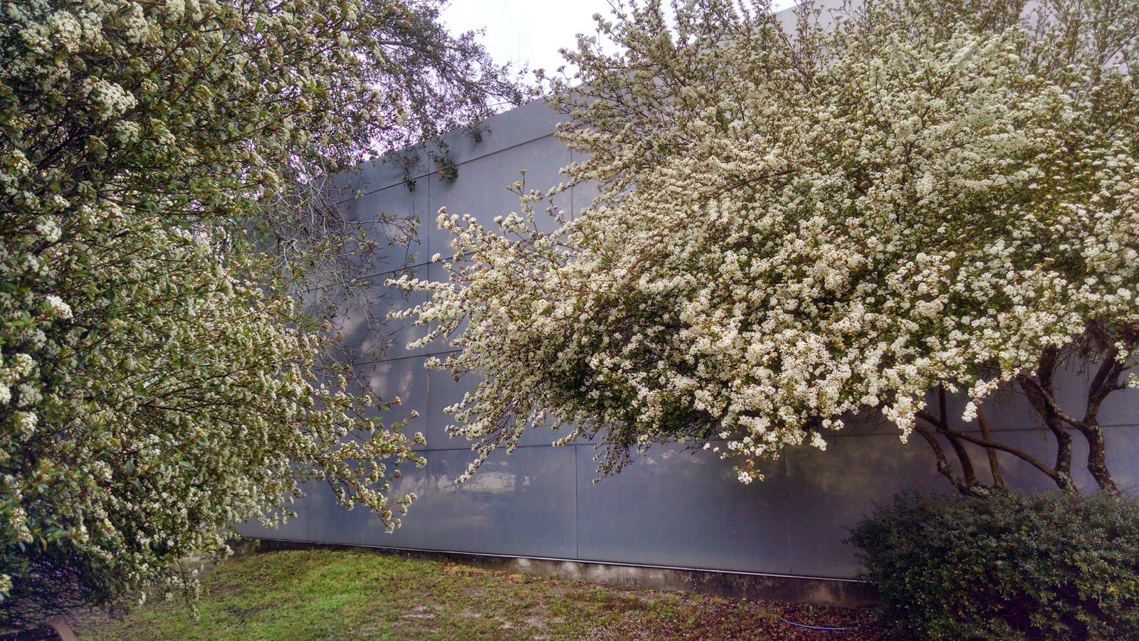 Le Blog Bonsai De Pyves