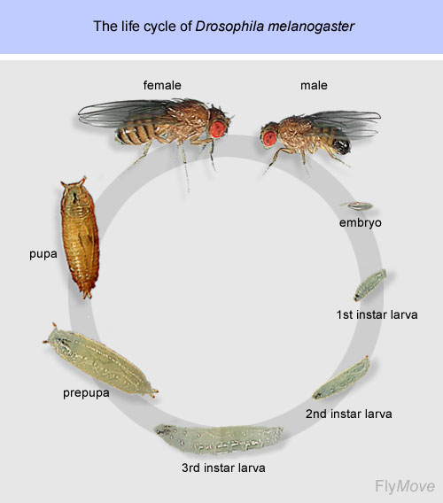 FerdinandO's Frog Blog Post 8 This Week in Science (Fruit Flies Part 1)