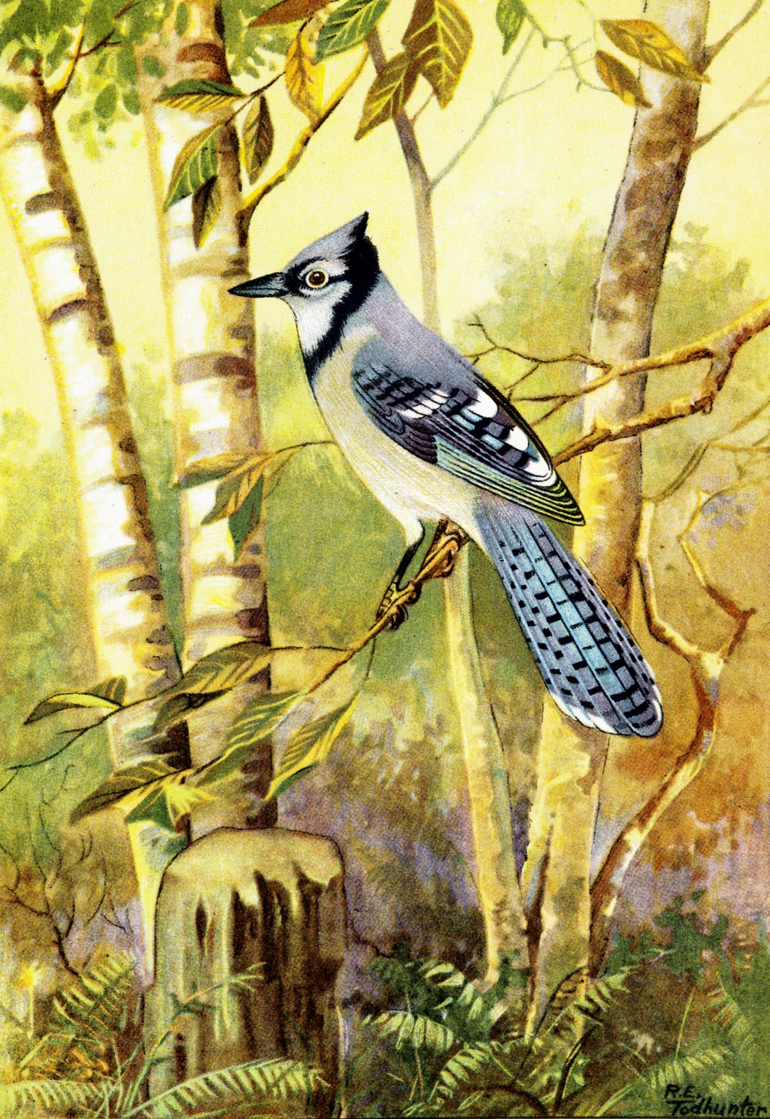 Packer clipartmag Collage Candy: 1917 bird illustrations