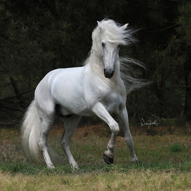 Image Optimizer Free Download Image Optimizer Free Download