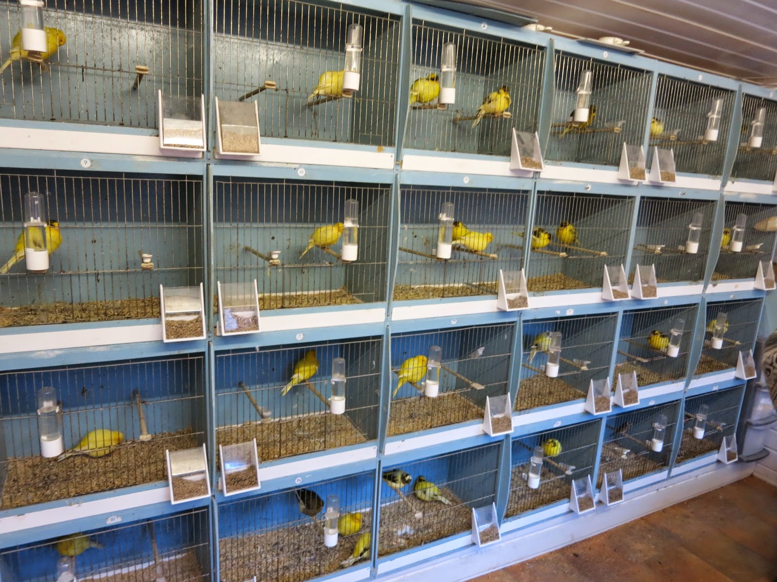 Canary Tales Robert Kincaid's Border Shed