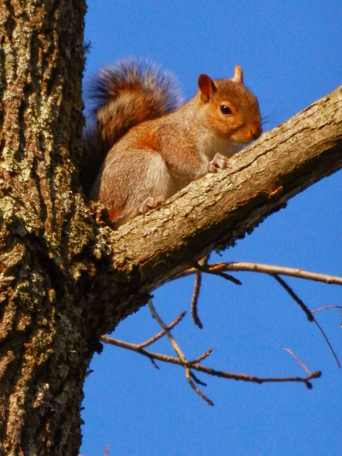 Back Yard Squirrel