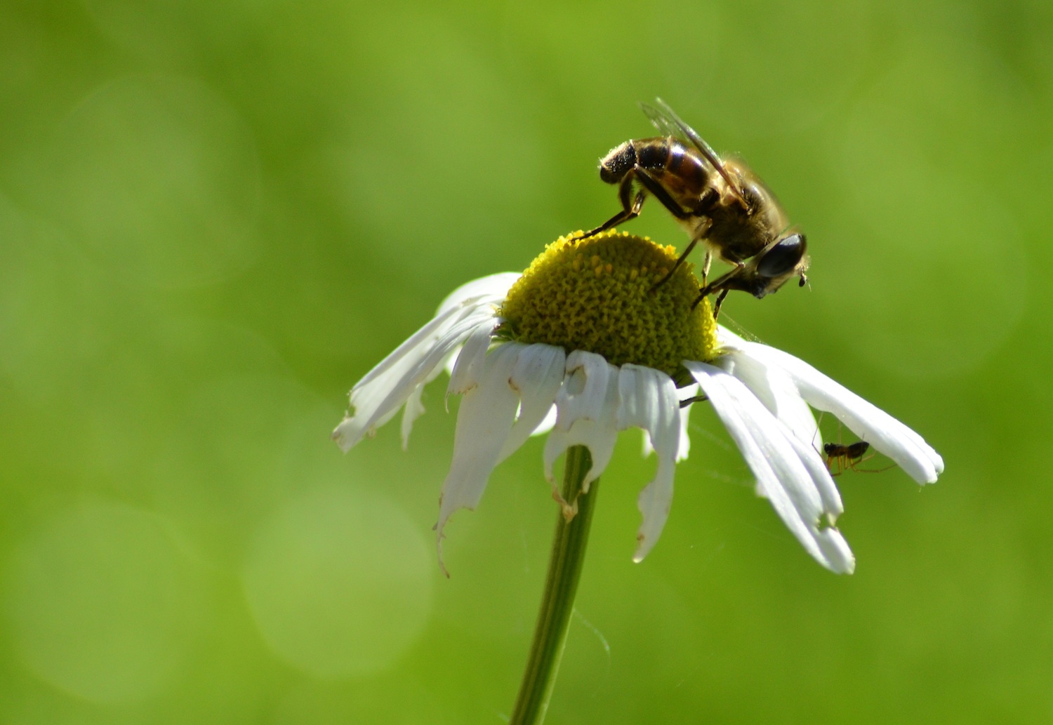 Florida Spider Identification