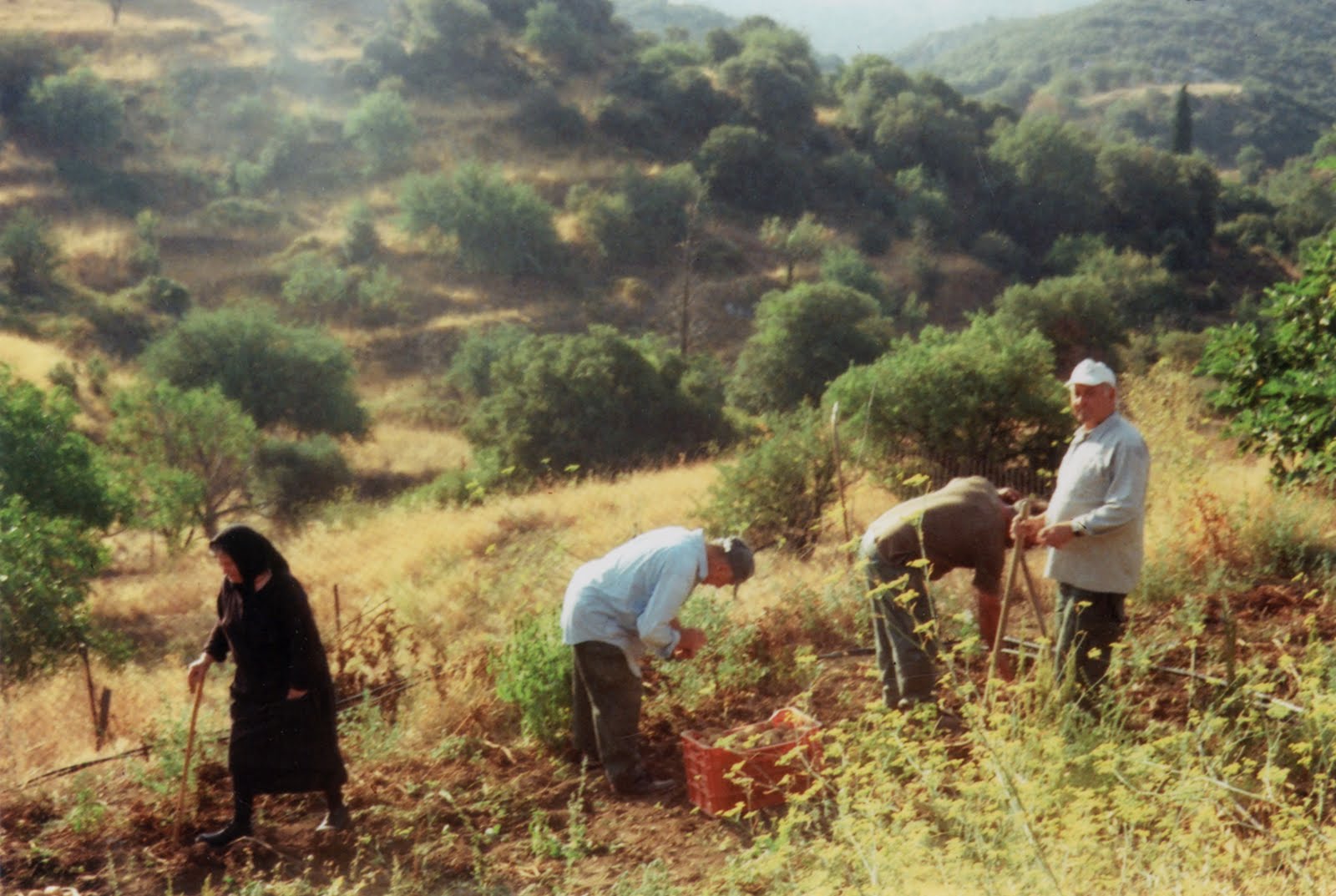 Τo μάζεμα της πατάτας