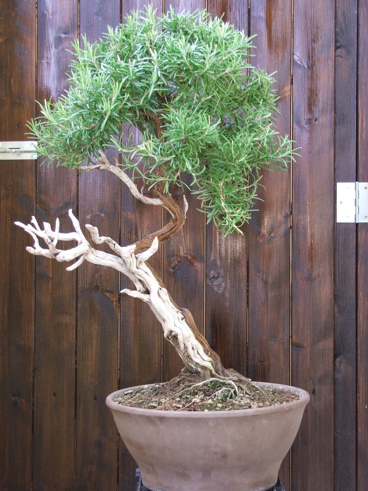 Evoluzione Bonsai Bonsai Di Rosmarino Rosmarinus Officinalis Rosemary